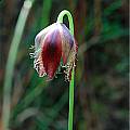 Calochortus spatulatus, Mary Gerritsen [Shift+click to enlarge, Click to go to wiki entry]