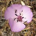 Calochortus splendens, Jim Duggan