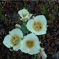 Calochortus subalpinus, Mary Gerritsen [Shift+click to enlarge, Click to go to wiki entry]