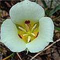 Calochortus syntrophus, Mary Gerritsen [Shift+click to enlarge, Click to go to wiki entry]