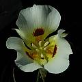 Calochortus syntrophus, Mary Sue Ittner [Shift+click to enlarge, Click to go to wiki entry]