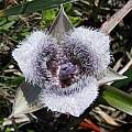 Calochortus tolmiei, Mendocino Coast, Nhu Nguyen [Shift+click to enlarge, Click to go to wiki entry]