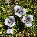 Calochortus tolmiei, Salt Point State Park, Mary Sue Ittner [Shift+click to enlarge, Click to go to wiki entry]