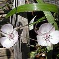 Calochortus umbellatus, Mary Sue Ittner [Shift+click to enlarge, Click to go to wiki entry]