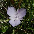 Calochortus uniflorus, Salt Point State Park, Mary Sue Ittner [Shift+click to enlarge, Click to go to wiki entry]