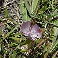 Calochortus uniflorus, Sonoma County, Bob Rutemoeller [Shift+click to enlarge, Click to go to wiki entry]