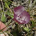 Calochortus uniflorus, Sonoma County, Bob Rutemoeller