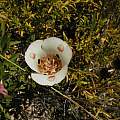 Calochortus venustus, Pinnacles Nat. Park, Mary Sue Ittner
