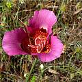 Calochortus vestae, Mary Gerritsen [Shift+click to enlarge, Click to go to wiki entry]