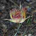 Calochortus fimbriatus, Mary Sue Ittner [Shift+click to enlarge, Click to go to wiki entry]