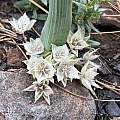 Calochortus westonii, Dee Shea Himes, Calflora, CC-BY-NC
