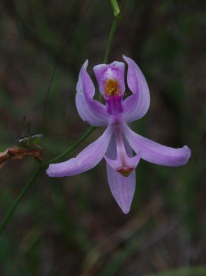 Calopogon multiflorus - Wikipedia