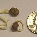 Calostemma purpureum seed germination, Uluwehi Knecht Calostemma purpureum seed germination, Uluwehi Knecht