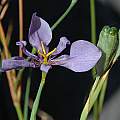Calydorea amabilis, Mary Sue Ittner