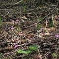 Calypso bulbosa, Nhu Nguyen Calypso bulbosa, Nhu Nguyen