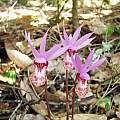 Calypso bulbosa, Nhu Nguyen Calypso bulbosa, Nhu Nguyen