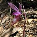 Calypso bulbosa, Nhu Nguyen Calypso bulbosa, Nhu Nguyen