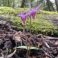 Calypso bulbosa, Robo Gerson Calypso bulbosa, Robo Gerson