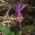 Calypso bulbosa, Mary Sue Ittner [Shift+click to enlarge, Click to go to wiki entry]