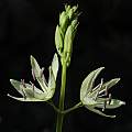 Camassia leichtlinii ssp. leichtlinii, Mary Sue Ittner