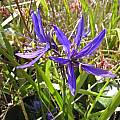 Camassia quamash, Bob Rutemoeller [Shift+click to enlarge, Click to go to wiki entry]