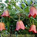 Canarina canariensis, Bill Dijk