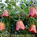 Canarina canariensis, Bill Dijk Canarina canariensis, Bill Dijk