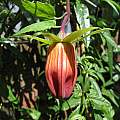 Canarina canariensis, Nhu Nguyen Canarina canariensis, Nhu Nguyen