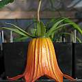 Canarina canariensis, Nhu Nguyen Canarina canariensis, Nhu Nguyen