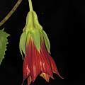 Canarina eminii, Dylan Hannon Canarina eminii, Dylan Hannon