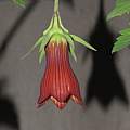Canarina eminii, Dylan Hannon Canarina eminii, Dylan Hannon