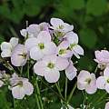 Cardamine californica, Baja California, Dylan Hannon