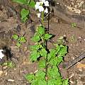 Cardamine californica, Baja California, Dylan Hannon