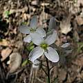 Cardamine california, Tulare Co., Nhu Nguyen