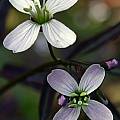 Cardamine californica var. sinuata, Norm Jensen