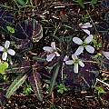 Cardamine californica var. sinuata, Norm Jensen