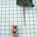 Cardamine californica var. sinuata rhizome and rhizome leaf, Mary Sue Ittner
