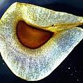 Cardiocrinum cordatum seed with developed embryo, transmitted light, David Pilling