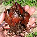 Cardiocrinum giganteum var. yunnanense bulb, Pontus Wallstén