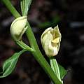 Cephalanthera damasonium, uncharacteristically opened flower, Martin Bohnet