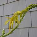 Chasmanthe floribunda form known as 'Duckittii', Arnold Trachtenberg