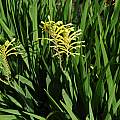 Chasmanthe floribunda form known as 'Duckittii', Mary Sue Ittner