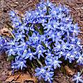 Scilla luciliae syn. Chionodoxa luciliae, John Lonsdale [Shift+click to enlarge, Click to go to wiki entry]