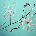 Chlorogalum pomeridianum flowers, Bob Rutemoeller