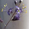 Chlorogalum purpureum ssp. purpureum, Dylan Hannon