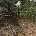 Chlorophytum crassinerve, Carolusberg, Cameron McMaster
