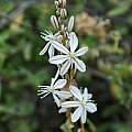 Chlorophytum undulatum, Bokkeveld, Mary Sue Ittner [Shift+click to enlarge, Click to go to wiki entry]