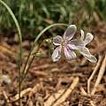 Claytonia virginica, Nicholas Plummer Claytonia virginica, Nicholas Plummer