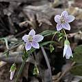 Claytonia virginica, Nicholas Plummer Claytonia virginica, Nicholas Plummer