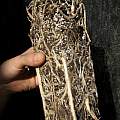 Clinanthus incarnatus roots, Uluwehi Knecht